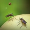 Malaria in Nigeria